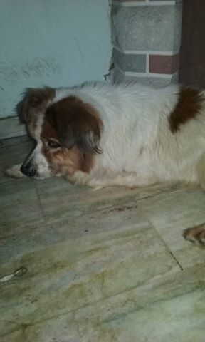 Charly y Maru los perros de Mario Viglietti necesitan hogar urgente! Nos ayudan?